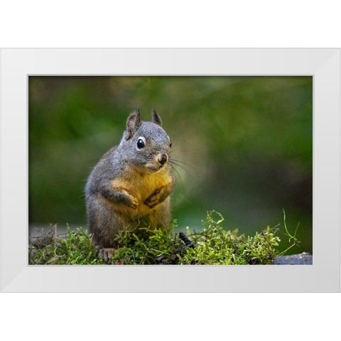 Douglas Squirrel standing on back paws on a moss-covered log White Modern Wood Framed Art Print by Horton, Janet