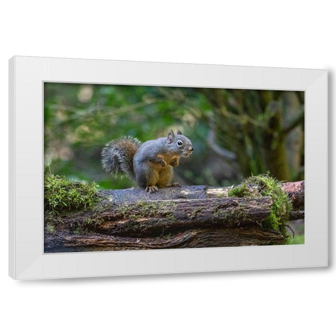 Douglas Squirrel vocalizing on a moss-covered log White Modern Wood Framed Art Print by Horton, Janet