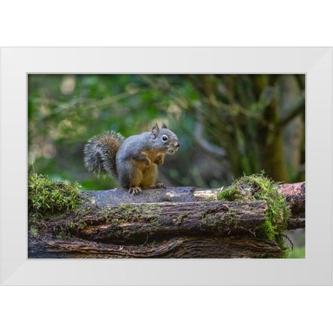 Douglas Squirrel vocalizing on a moss-covered log White Modern Wood Framed Art Print by Horton, Janet