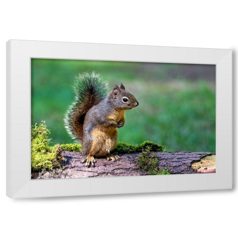 Douglas Squirrel standing on back paws on a moss-covered log White Modern Wood Framed Art Print by Horton, Janet