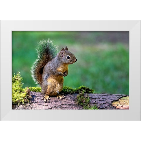 Douglas Squirrel standing on back paws on a moss-covered log White Modern Wood Framed Art Print by Horton, Janet