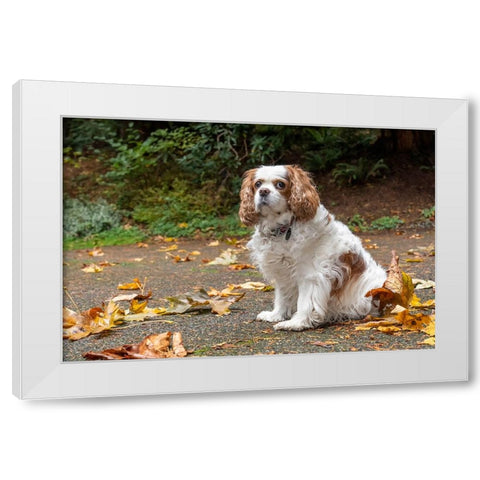 Cavalier King Charles Spaniel-on her driveway in Autumn-PR White Modern Wood Framed Art Print by Horton, Janet