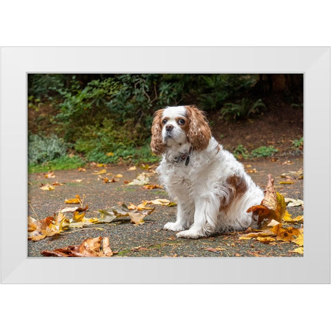 Cavalier King Charles Spaniel-on her driveway in Autumn-PR White Modern Wood Framed Art Print by Horton, Janet