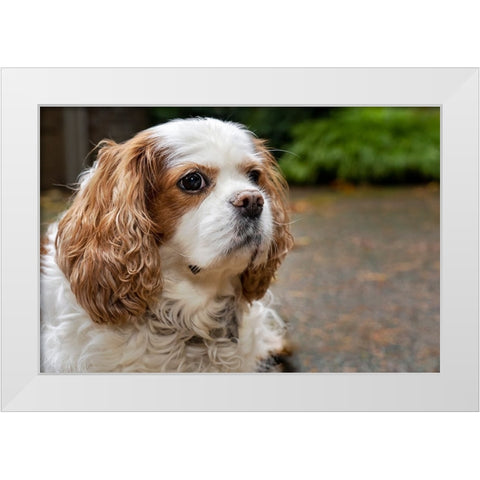 Cavalier King Charles Spaniel-on her driveway in Autumn-PR White Modern Wood Framed Art Print by Horton, Janet