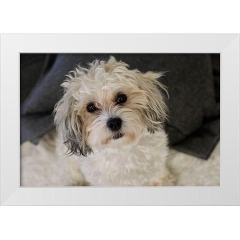 Cute white dog-terrier White Modern Wood Framed Art Print by McRoberts, Julien