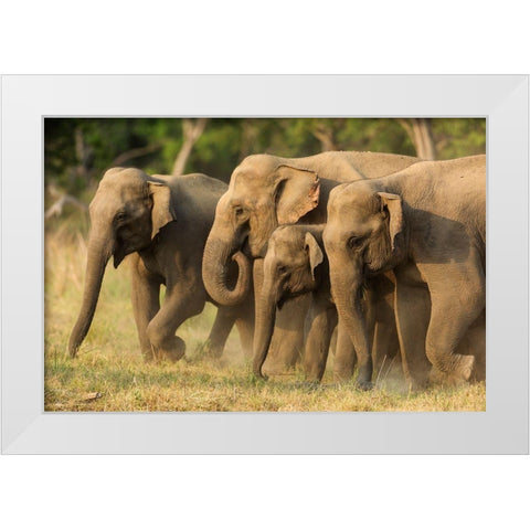 Asian elephants-small herd-Corbett National Park-India White Modern Wood Framed Art Print by Rajput, Jagdeep