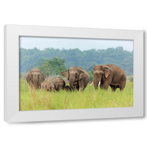 Asian Elephant family-Corbett National Park-India White Modern Wood Framed Art Print by Rajput, Jagdeep