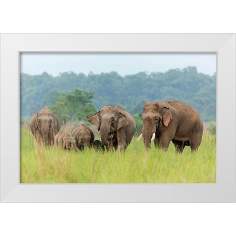 Asian Elephant family-Corbett National Park-India White Modern Wood Framed Art Print by Rajput, Jagdeep