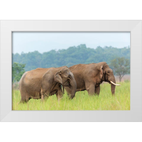 Asian Elephant Pair-Corbett National Park-India White Modern Wood Framed Art Print by Rajput, Jagdeep
