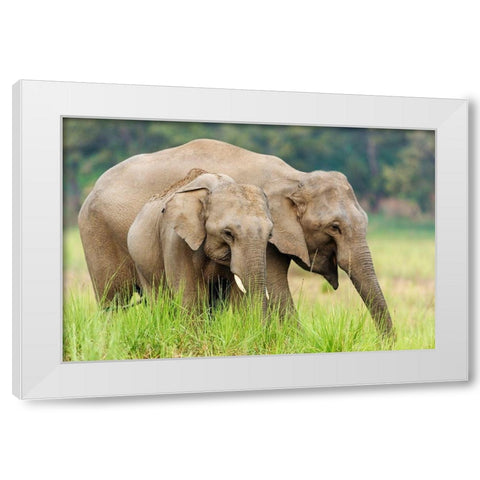 Asian Elephants-Corbett National Park-India White Modern Wood Framed Art Print by Rajput, Jagdeep