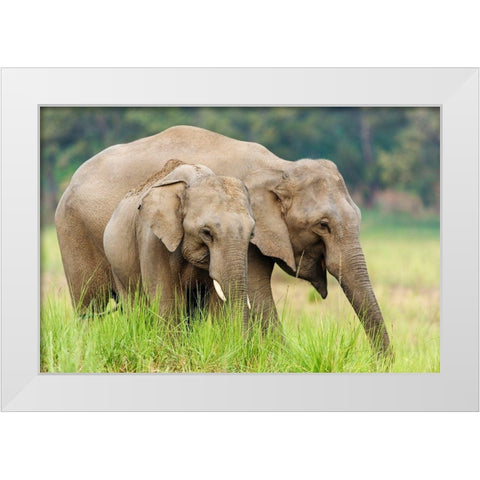 Asian Elephants-Corbett National Park-India White Modern Wood Framed Art Print by Rajput, Jagdeep