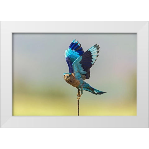 Indian Roller-Corbett National Park-India White Modern Wood Framed Art Print by Rajput, Jagdeep