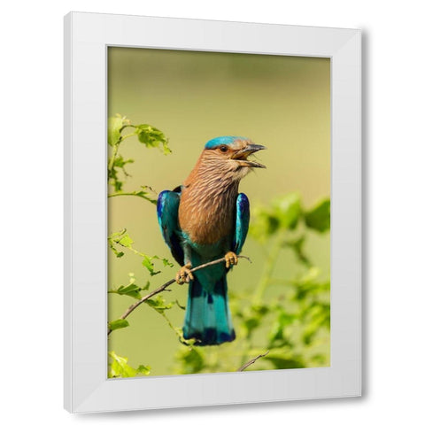 Indian Roller-Corbett National Park-India White Modern Wood Framed Art Print by Rajput, Jagdeep