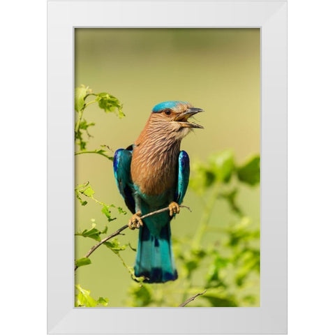 Indian Roller-Corbett National Park-India White Modern Wood Framed Art Print by Rajput, Jagdeep