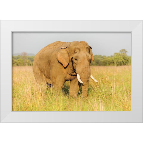 Musth Tusker in the grassland-Corbett National Park-India White Modern Wood Framed Art Print by Rajput, Jagdeep