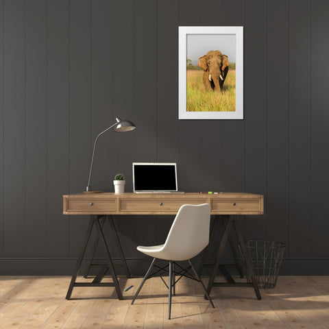 Musth Asian Elephant in the grassland-Corbett National Park-India White Modern Wood Framed Art Print by Rajput, Jagdeep