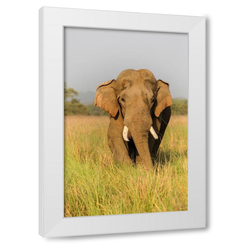 Musth Asian Elephant in the grassland-Corbett National Park-India White Modern Wood Framed Art Print by Rajput, Jagdeep
