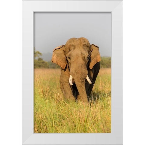 Musth Asian Elephant in the grassland-Corbett National Park-India White Modern Wood Framed Art Print by Rajput, Jagdeep