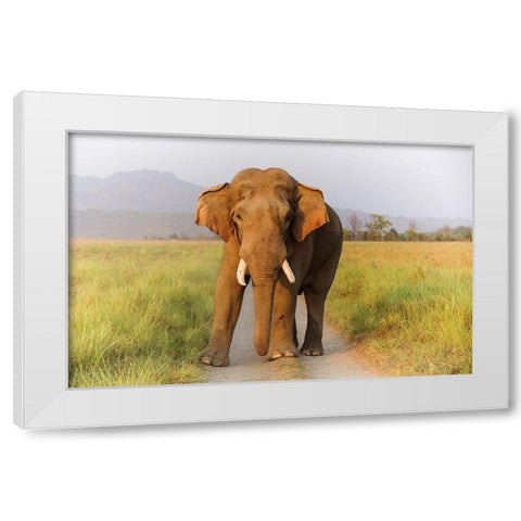Musth Tusker on the track-Corbett National Park-India White Modern Wood Framed Art Print by Rajput, Jagdeep