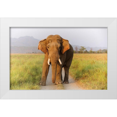 Musth Tusker on the track-Corbett National Park-India White Modern Wood Framed Art Print by Rajput, Jagdeep