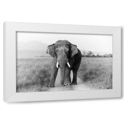 Musth Tusker on the track-Corbett National Park-India White Modern Wood Framed Art Print by Rajput, Jagdeep