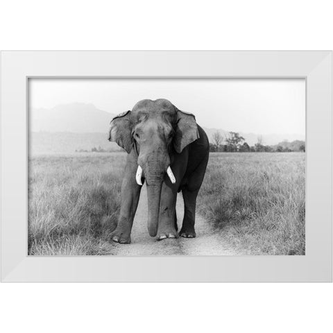 Musth Tusker on the track-Corbett National Park-India White Modern Wood Framed Art Print by Rajput, Jagdeep