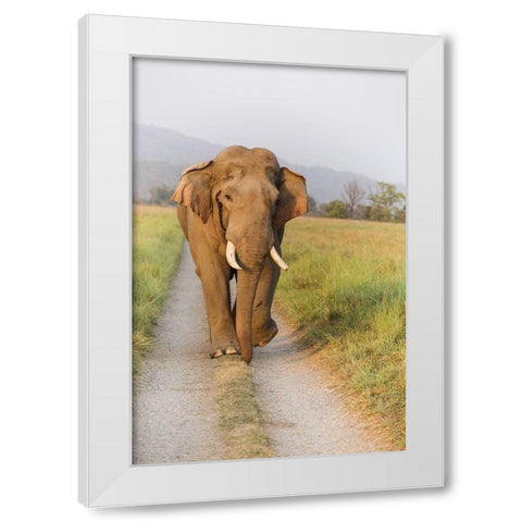 Musth Tusker on the jungle track-Corbett National Park-India White Modern Wood Framed Art Print by Rajput, Jagdeep