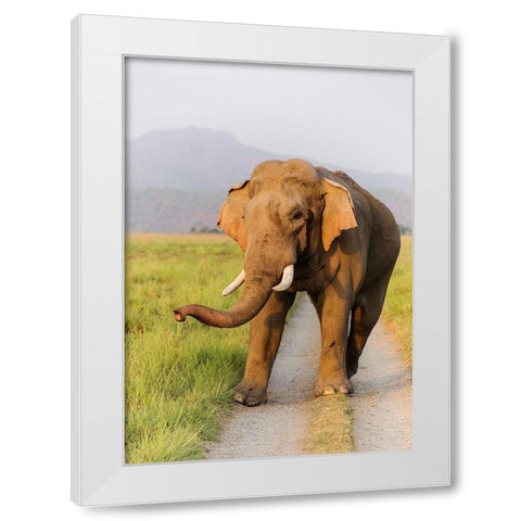Musth Tusker on the jungle track-Corbett National Park-India White Modern Wood Framed Art Print by Rajput, Jagdeep