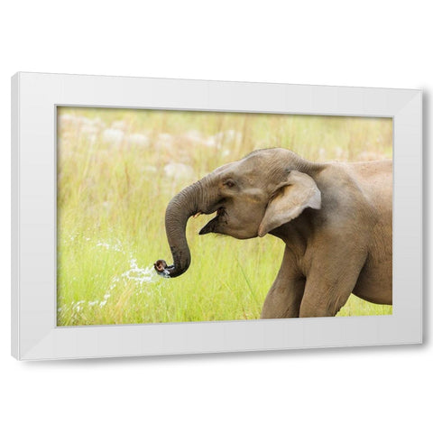Asian Elephant drinking water-Corbett National Park-India White Modern Wood Framed Art Print by Rajput, Jagdeep