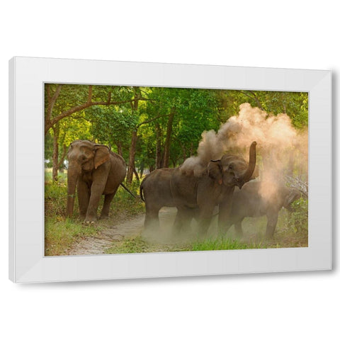 Asian Elephant taking dust bath Corbett National Park-India White Modern Wood Framed Art Print by Rajput, Jagdeep