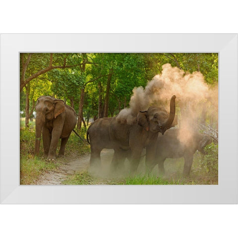 Asian Elephant taking dust bath Corbett National Park-India White Modern Wood Framed Art Print by Rajput, Jagdeep