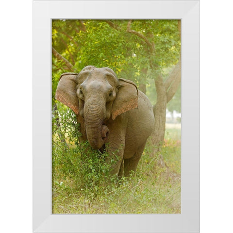 Asian Elephant on the edge of forest Corbett National Park-India White Modern Wood Framed Art Print by Rajput, Jagdeep