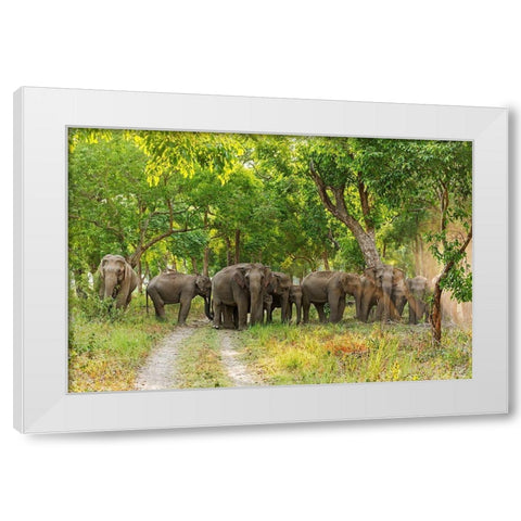 Herd of Asian Elephants in the Sal Forest Corbett National Park-India White Modern Wood Framed Art Print by Rajput, Jagdeep
