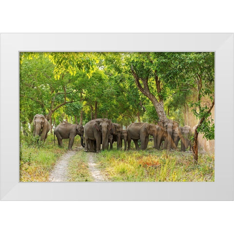 Herd of Asian Elephants in the Sal Forest Corbett National Park-India White Modern Wood Framed Art Print by Rajput, Jagdeep