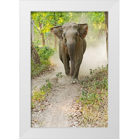 Asian Elephant charging Corbett National Park-India White Modern Wood Framed Art Print by Rajput, Jagdeep
