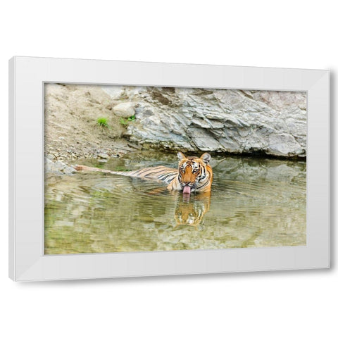 Tigress in the backwaters of Ramganga River Corbett National Park-India White Modern Wood Framed Art Print by Rajput, Jagdeep