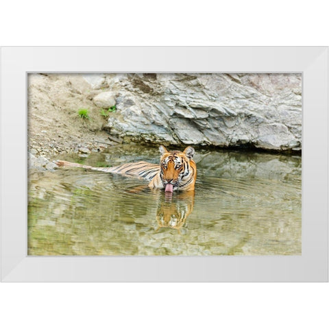 Tigress in the backwaters of Ramganga River Corbett National Park-India White Modern Wood Framed Art Print by Rajput, Jagdeep