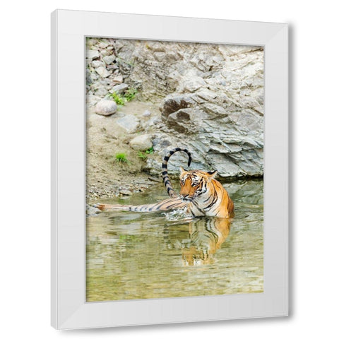 Tigress in the backwaters of Ramganga River Corbett National Park-India White Modern Wood Framed Art Print by Rajput, Jagdeep