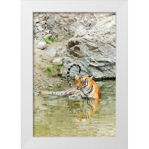 Tigress in the backwaters of Ramganga River Corbett National Park-India White Modern Wood Framed Art Print by Rajput, Jagdeep