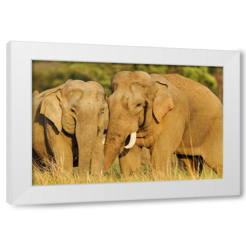 Courting pair of Asian Elephants Corbett National Park-India White Modern Wood Framed Art Print by Rajput, Jagdeep