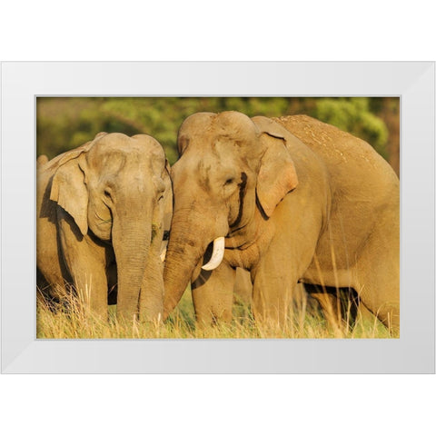 Courting pair of Asian Elephants Corbett National Park-India White Modern Wood Framed Art Print by Rajput, Jagdeep