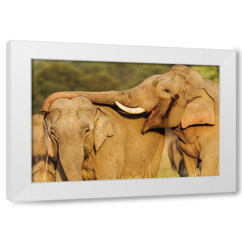 Courting pair of Asian Elephants Corbett National Park-India White Modern Wood Framed Art Print by Rajput, Jagdeep