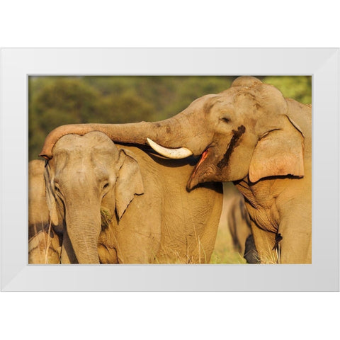 Courting pair of Asian Elephants Corbett National Park-India White Modern Wood Framed Art Print by Rajput, Jagdeep