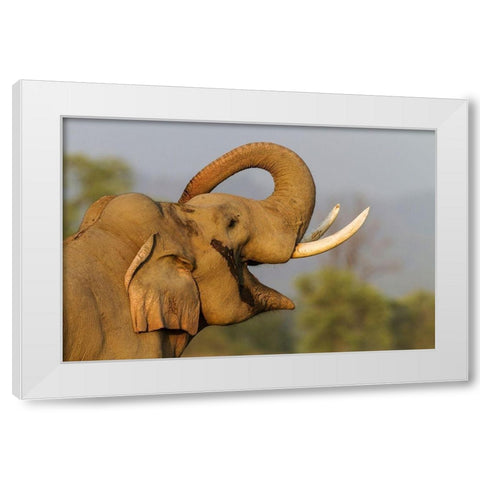 Musth Tusker giving a salute Corbett National Park-India White Modern Wood Framed Art Print by Rajput, Jagdeep
