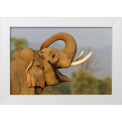 Musth Tusker giving a salute Corbett National Park-India White Modern Wood Framed Art Print by Rajput, Jagdeep