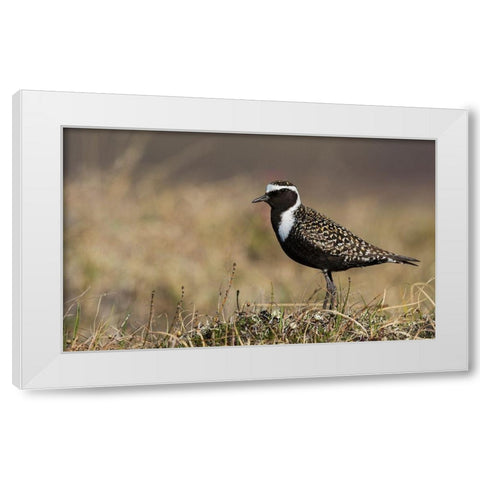 American Golden Plover White Modern Wood Framed Art Print by Archer, Ken