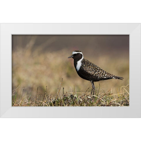 American Golden Plover White Modern Wood Framed Art Print by Archer, Ken
