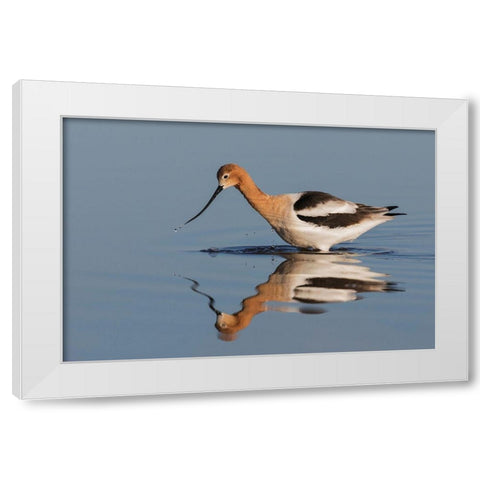 American Avocet Foraging White Modern Wood Framed Art Print by Archer, Ken