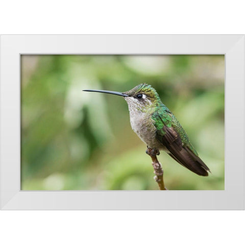 Broad-tailed Hummingbird (female) White Modern Wood Framed Art Print by Archer, Ken