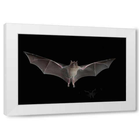 Lesser Long-nosed Bat White Modern Wood Framed Art Print by Archer, Ken